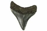 Juvenile Megalodon Tooth - Georgia #115730-1